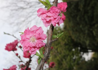 优秀员工作品——刘冰冰《粉色妖艳碧桃花》《蒲公英》《划船进行时》