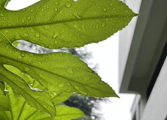 优秀员工作品——朱畅《夏日雨露》